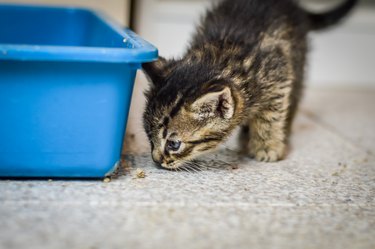 portrait of one month old striped kitten sniffing fallen litter crumbs, shallow depth focus