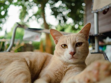 Orange-eyed tabby cat looking into the camera while lying on his side rest in the home area tender temper