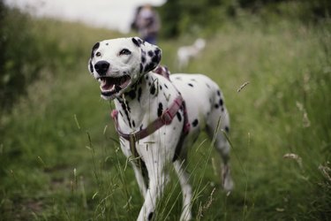 Happy Dalmatian Out Walking