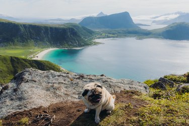 A dog contemplating sunny day by the mountain beach on Lofoten Islands