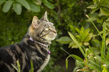 A striped tabby cat is crouched outside in a grassy area. The cat is wearing a collar with a bell. There are plants and leaves in the background.