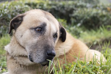 Portrait of a dog sitting outside in the grass