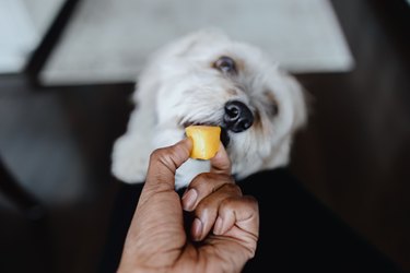 Woman Feeds Her Dog a Piece of Mango