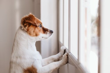 cute small dog standing on two legs and looking away by the window searching or waiting for his owner. Pets indoors