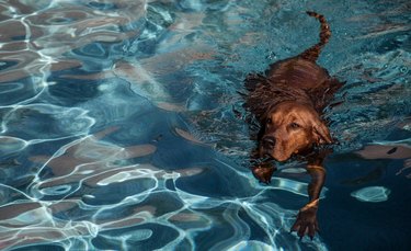 Redbone Coonhound dog swimming.