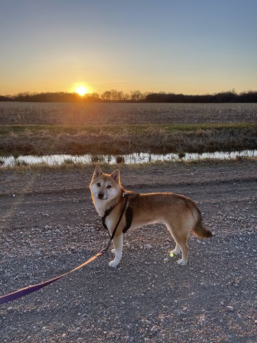 Miss Mila Taking a Walk