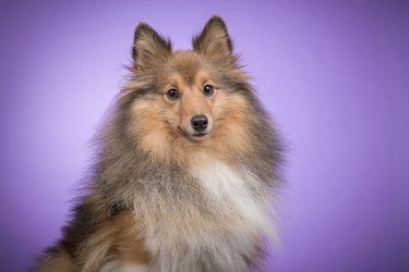 Portrait of a shetland sheepdog looking at camera on a purple background
