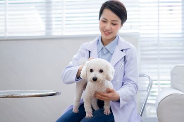 image of Asian female veterinarian examining a dog