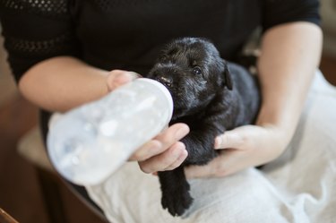 Pet owner feeding puppy from baby bottle"n