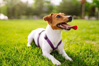 Jack Russell dog lying on grass
