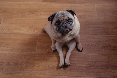 pug sits on a wooden floor in the kitchen during breakfast view from top to bottom