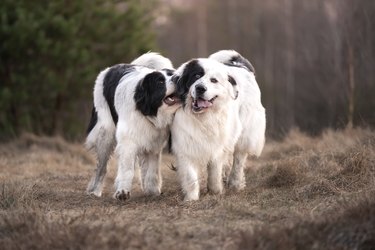 Two playing dogs on a walk