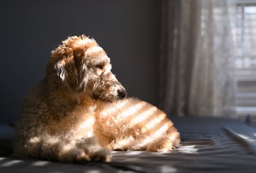 Cream labradoodle laying on a bed with grey linens