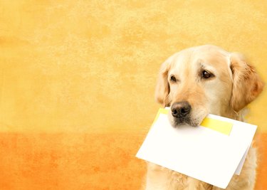 Golden Retriever with envelopes