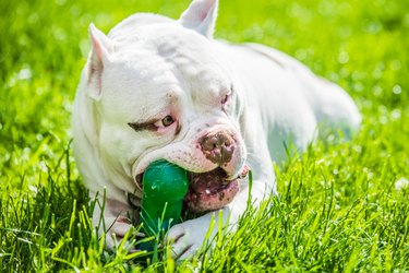 American Bully dog male with toy outside