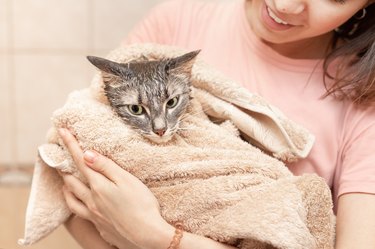 Happy girl is holding a pet cat wrapped in a towel, after washing in bath