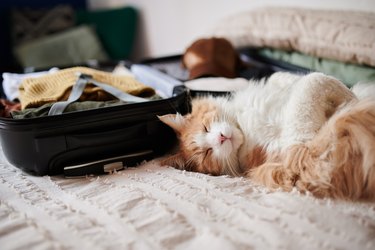 Cat napping next to a packed suitcase on a bed