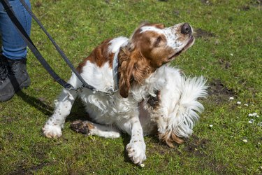Welsh Spring Spaniel scratching outside