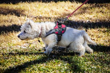 A white West Highland terrier dog wearing a harness is pulling on the leash while walking on grass