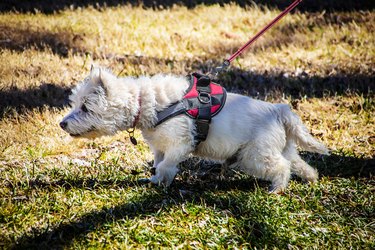 how do you treat a dog burn on a leash