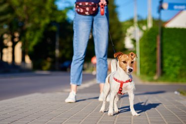 Dog walks at summer city street