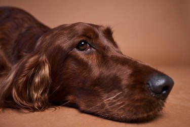 Close up of Irish setter's face.