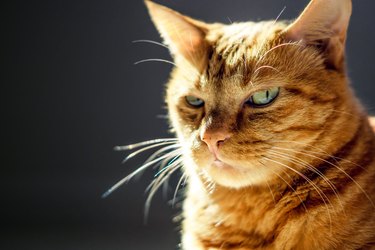 A grumpy yellow cat looking at camera