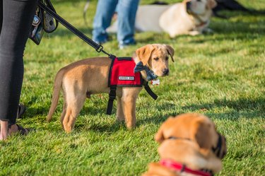 Yellow Labrador retriever in service dog training wearing a service dog vest