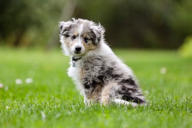 Small beautiful blue merle shetland sheepdog sheltie puppy sitting on garden grass.