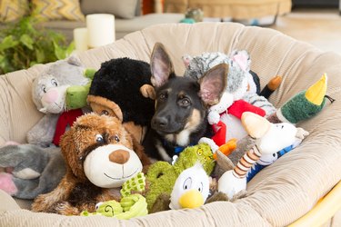 Dog surrounded by plush toys in a chair