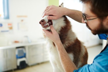 Checkup of dog teeth at the vet's office