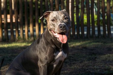 Blue nose pitbull on sunny day in a dog park with green grass and wooden fence.