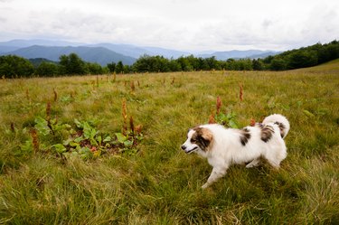 Big dog is walking on the field with the mountains background