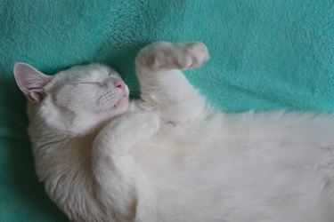 top view of one white cat sleeping on green blanket