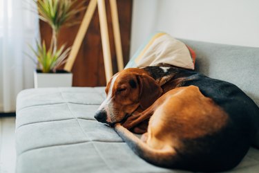 Tired and cute hound dog, sleeping on the sofa, curld up