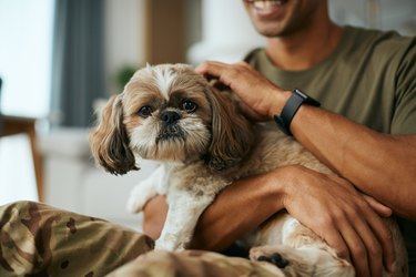 Cute shih tzu dog and his owner enjoying at home.