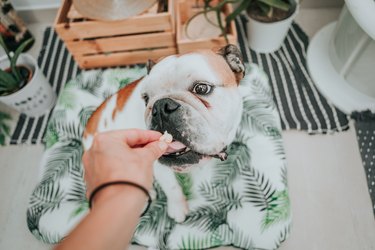 POV hand giving a treat to her english bulldog