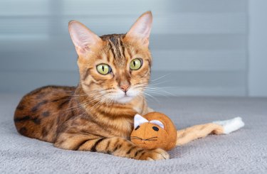 Portrait of an adorable domestic cat with a soft toy.