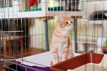 A ginger cat is sitting in a cage in an animal shelter.