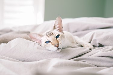 Colorpoint shorhair cat resting on a bed at home looking at the camera.