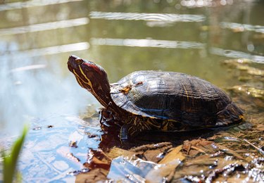 a red-eared slider turtle in a pond basks in the sun on a summer sunny day. Close up