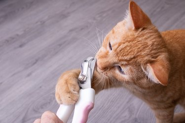 Ginger kitten gnaws scissors for cutting claws.
