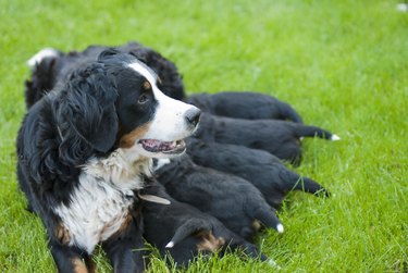 Female bernese mountain dog with her puppies.
