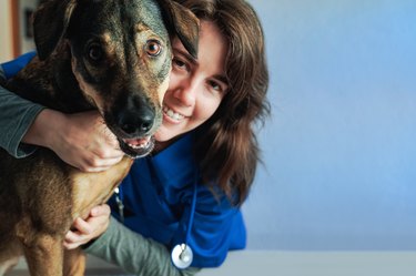 Happy stray dog and vet woman having fun woman inside private hospital - Focus on right animal eye