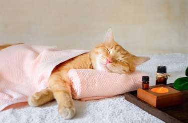 A cat sleeping on a massage table while taking spa treatments