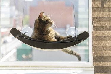Cat is resting on a pet perch mounted on a window.