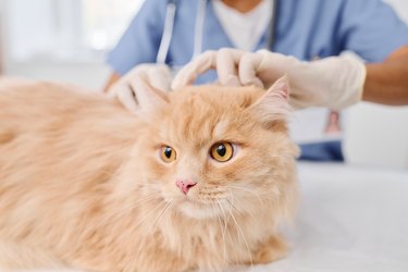 Doctor Examining Cat