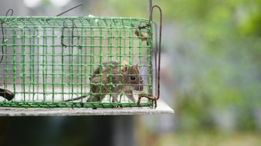 Mouse in a green cage outdoors