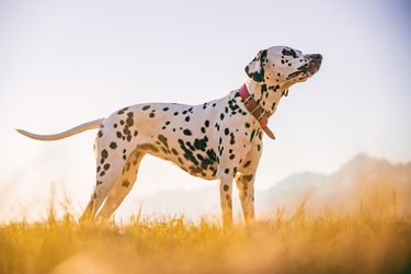 Low angle shot of a beautiful dalmatian dog walking and wandering around beautiful nature in sunset, wearing red collar. Dreamy dog photos.