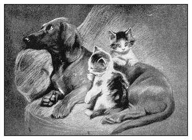 Antique illustration: Dog and kittens